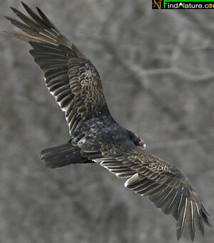 Turkey Vulture