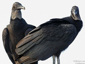 Black Vulture