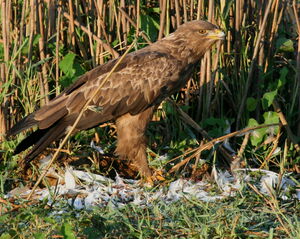 Lesser Spotted Eagle