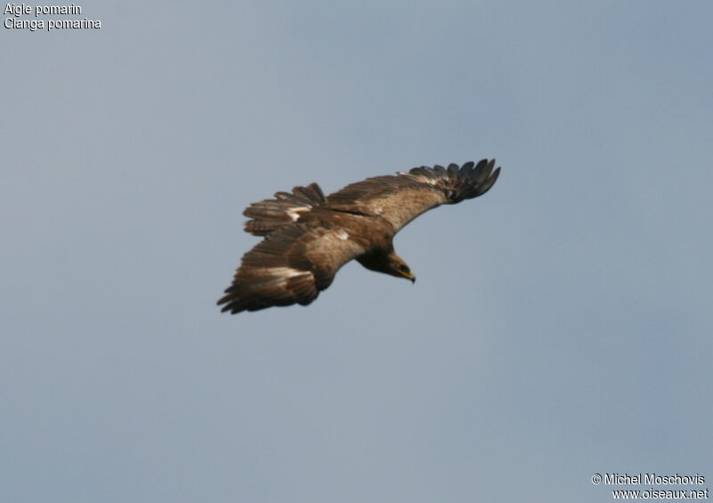 Lesser Spotted Eagle, Flight