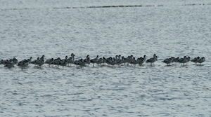 Avocette élégante