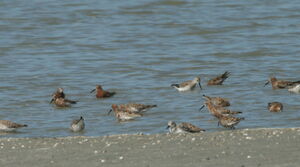 Curlew Sandpiper