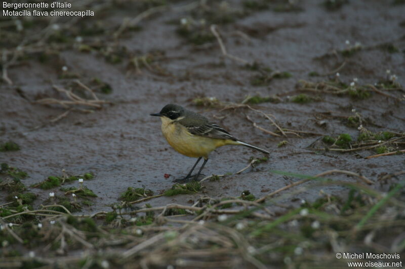 Western Yellow Wagtail (cinereocapilla)