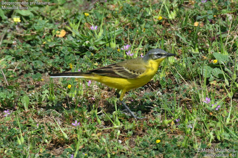 Western Yellow Wagtailadult breeding, identification