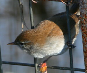 Cetti's Warbler 
&copy; Michel Moschovis