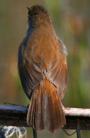 Cetti's Warbler 
&copy; Michel Moschovis
