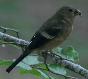 Eurasian Bullfinch 
&copy; Michel Moschovis