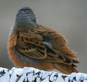 Cretzschmar's Bunting