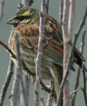 Cirl Bunting 
&copy; Michel Moschovis