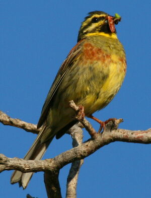 Cirl Bunting 
&copy; Michel Moschovis