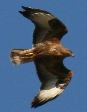 Steppe Buzzard