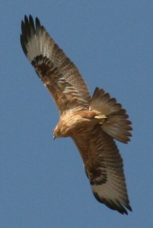 Long-legged Buzzard