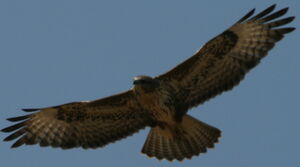 Common Buzzard