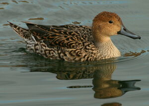 Canard pilet 
&copy; Michel Moschovis