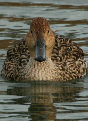 Canard pilet 
&copy; Michel Moschovis