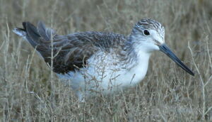 Common Greenshank 
&copy; Michel Moschovis