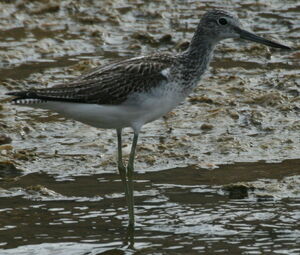 Common Greenshank 
&copy; Michel Moschovis