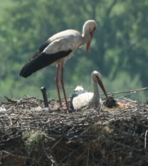 Cigogne blanche