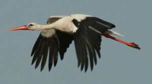 Cigogne blanche