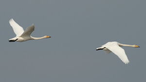 Cygne chanteur