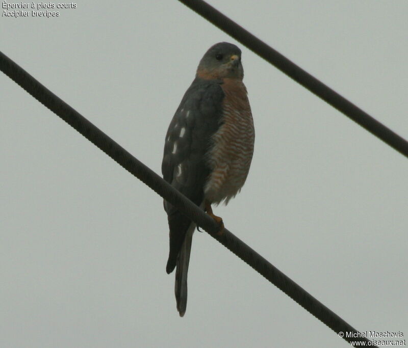 Levant Sparrowhawk male adult breeding, identification