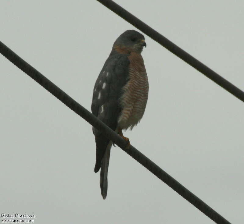 Levant Sparrowhawk male adult breeding, identification