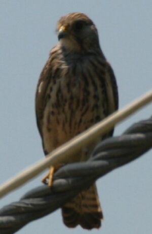 Common Kestrel