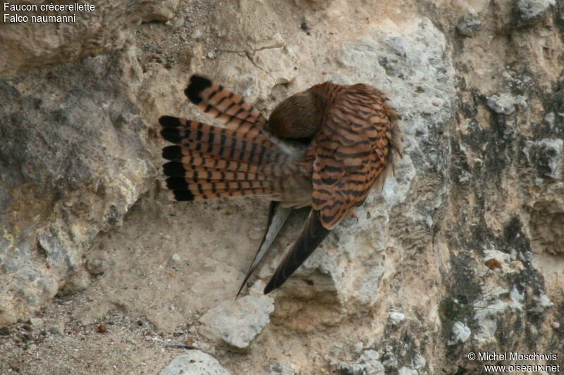 Faucon crécerellette femelle adulte nuptial, identification, Comportement