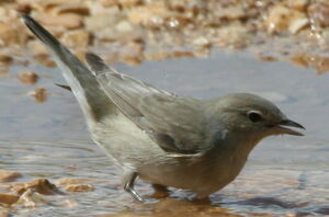 Garden Warbler