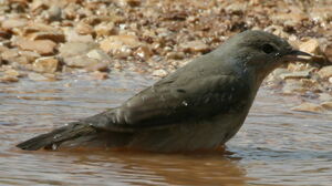 Garden Warbler