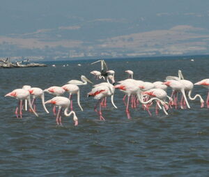 Flamant rose