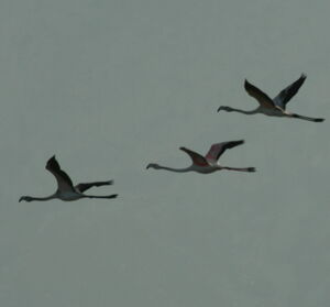 Flamant rose