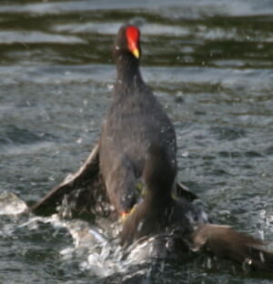 Gallinule poule-d'eau