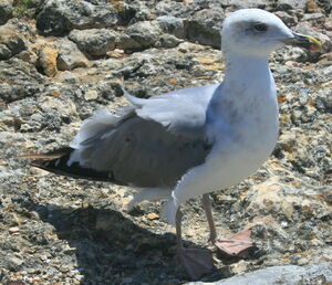 Yellow-legged Gull