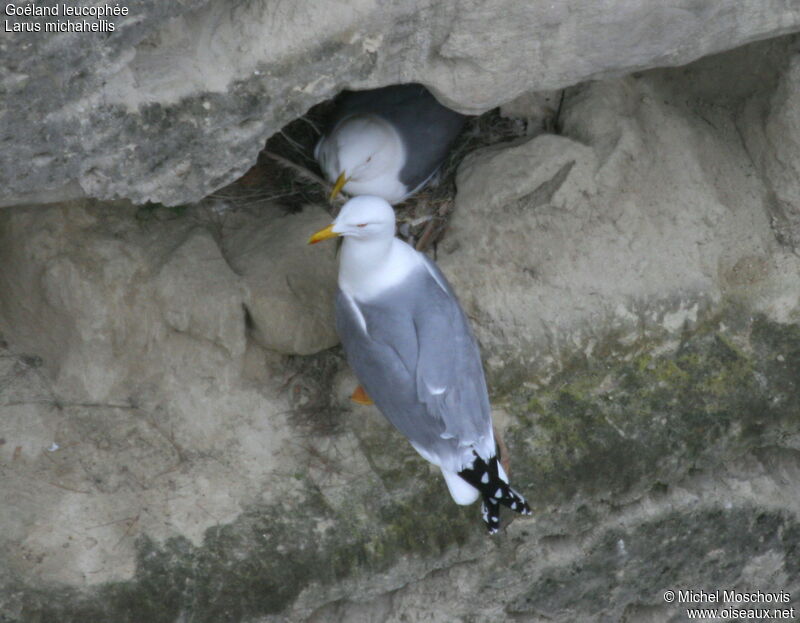 Yellow-legged Gull adult breeding, identification, Behaviour