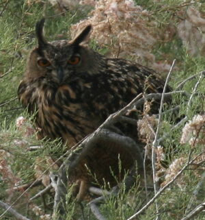 Eurasian Eagle-Owl 
&copy; Michel Moschovis