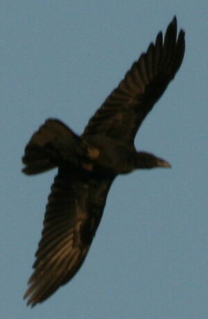 Northern Raven