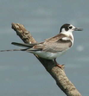 Black Tern