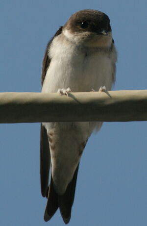 Common House Martin 
&copy; Michel Moschovis