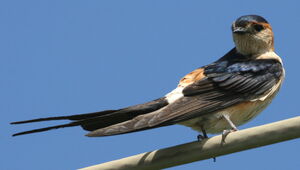Hirondelle rousseline