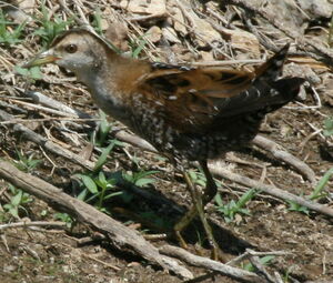 Marouette poussin