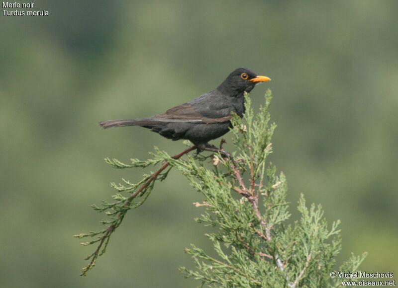 Common Blackbird male adult breeding