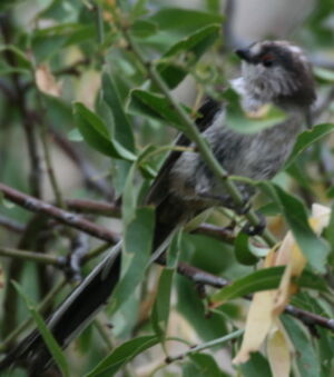 Long-tailed Tit 
&copy; Michel Moschovis