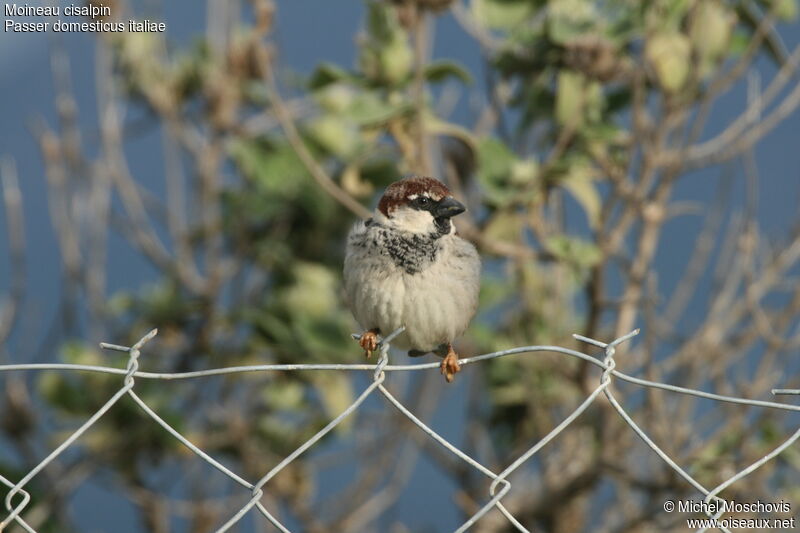 Italian Sparrow male adult post breeding, identification