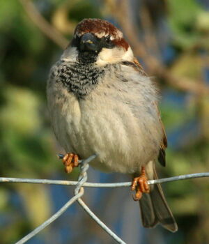 Moineau cisalpin
