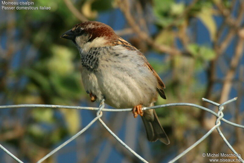 Italian Sparrow male adult post breeding, identification