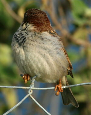 Moineau cisalpin