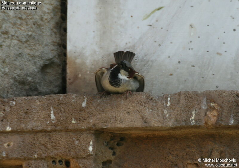 House Sparrow male adult breeding