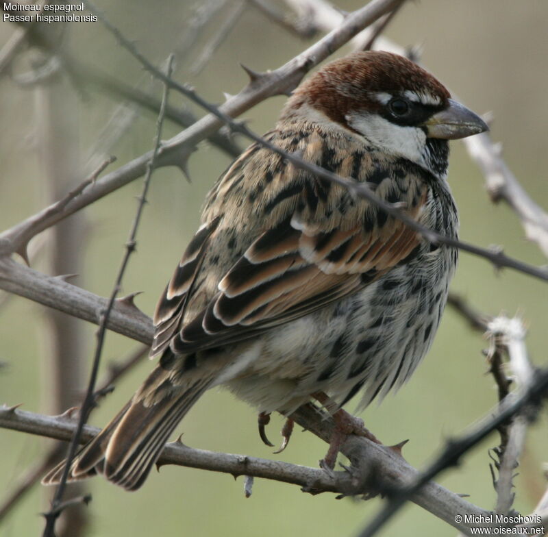 Spanish Sparrow, identification