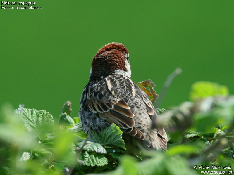 Spanish Sparrow male adult breeding, identification